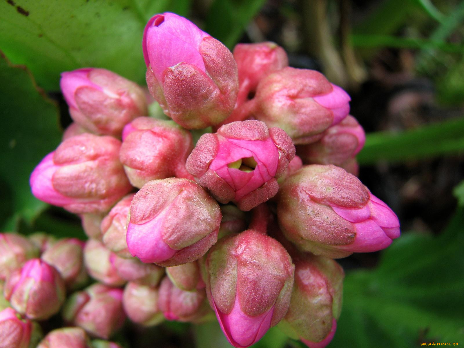 bergenia, 